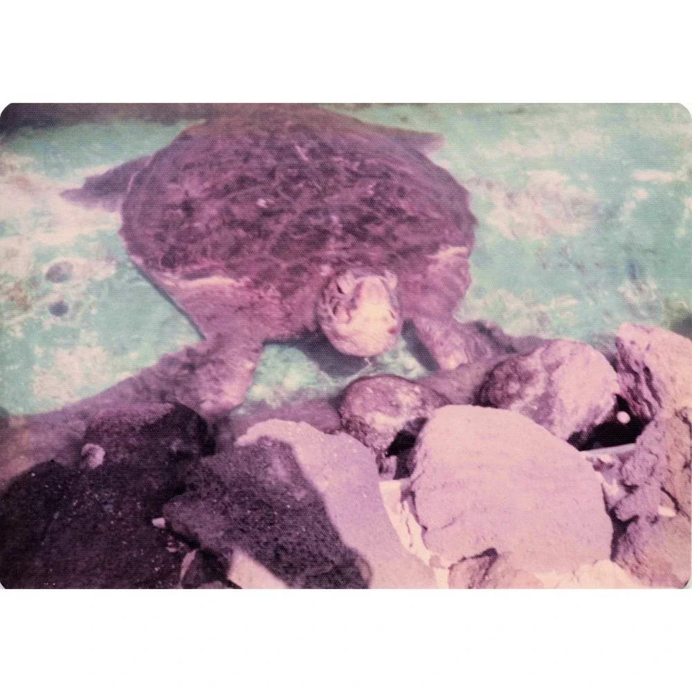 Vintage 1970s Hawaii Sea Turtle Boathouse Tour Lot of 8 Photos 3.5x5 - Picture 8 of 8